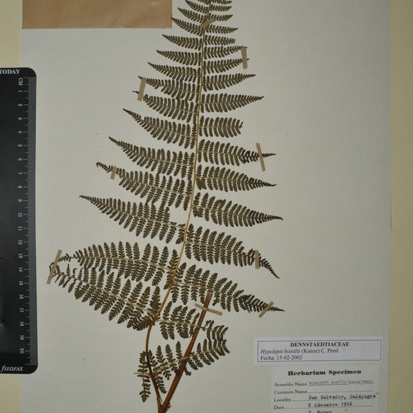 Hypolepis hostilis (Kunze) C. Presl.