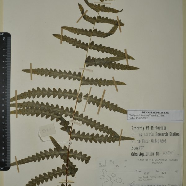 Pteris quadriaurita Retz.