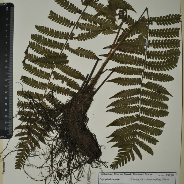 Ctenitis microchlaena (Fee) Stolze