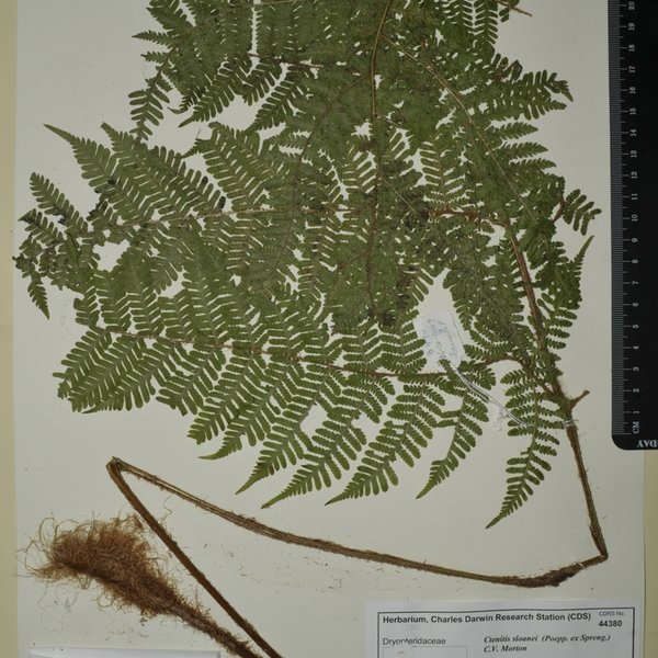 Ctenitis sloanei (Poepp. ex Spreng.) C.V. Morton