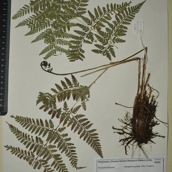 Dryopteris patula (Sw.) Underw.