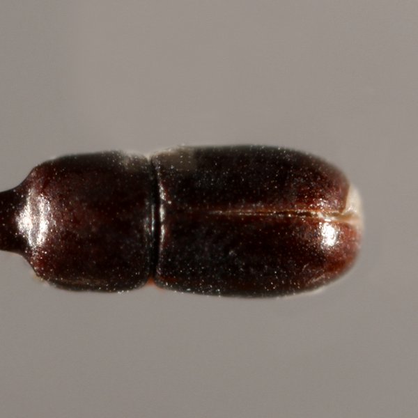 Ceracis cucullatus (Mellié, 1848)