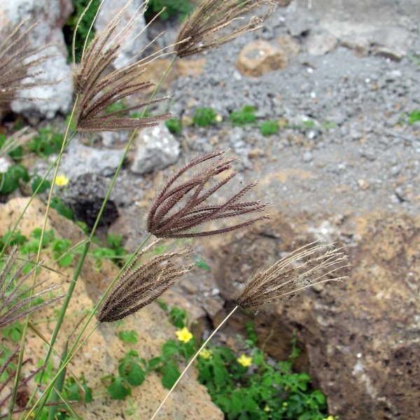 Chloris virgata Sw.