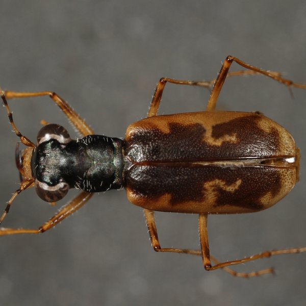 Cicindela galapagoensis Horn, 1915