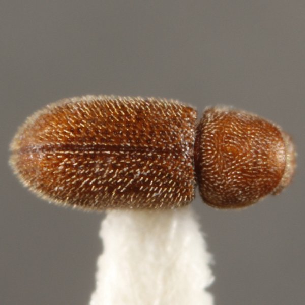 Cis creberrimus Mellié, 1848