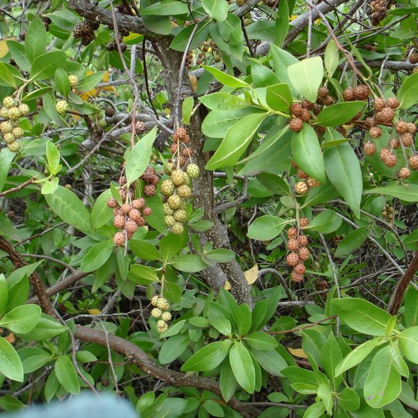 Conocarpus erectus L.