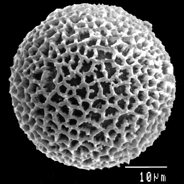Varronia canescens Andersson