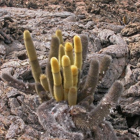 Brachycereus nesioticus (Schum.) Backeb.
