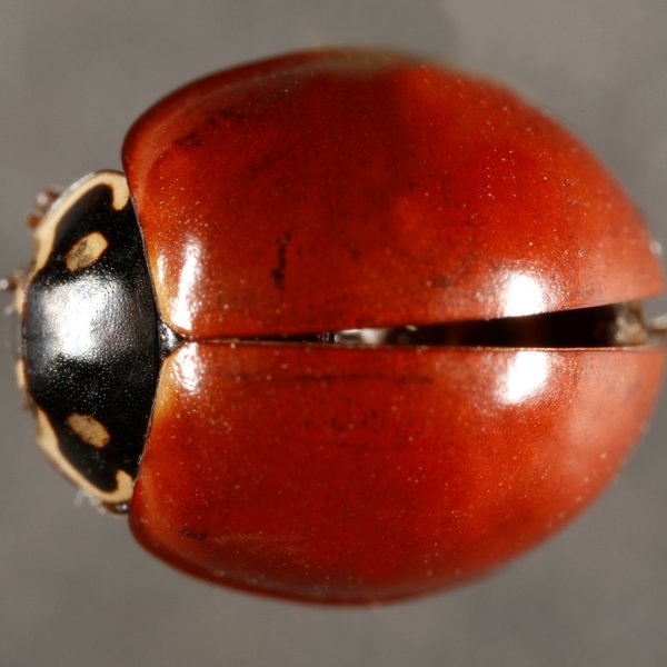 Cycloneda sanguinea (Linnaeus, 1763)
