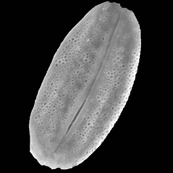 Dalea tenuicaulis Hook. f.