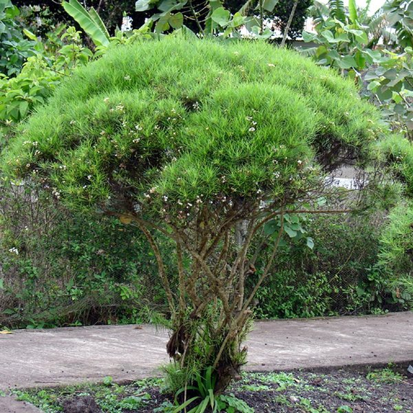 Darwiniothamnus tenuifolius var. santacruzianus Harling