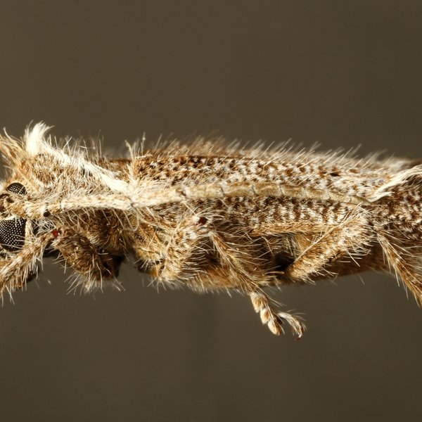 Desmiphora maculosa Lisney & Chemsak, 1966