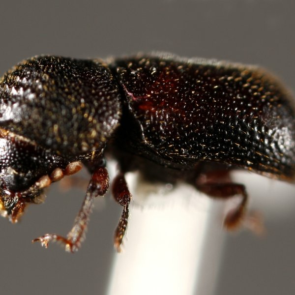 Dinoderus minutus (Fabricius, 1775)