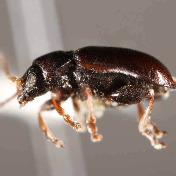 Docema galapagoensis (G.R. Waterhouse, 1845)