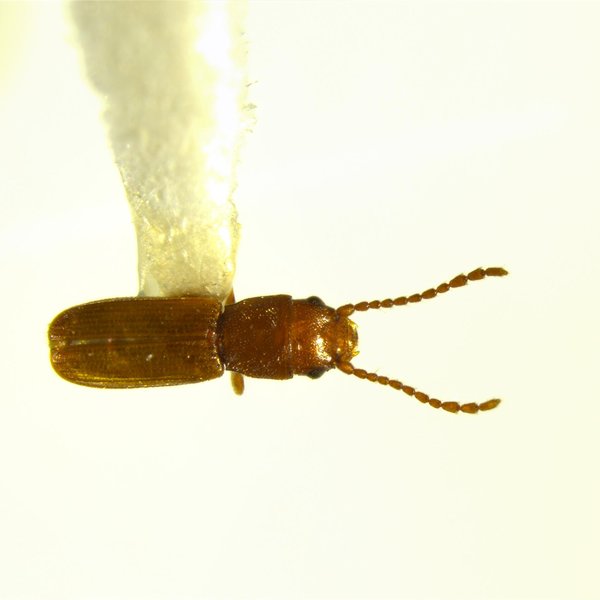 Cryptolestes klapperichi Lefkovitch, 1962