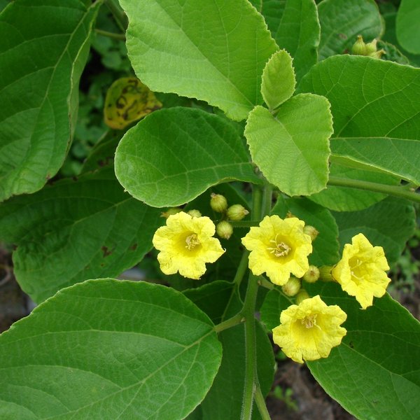 Cordia lutea Lam.
