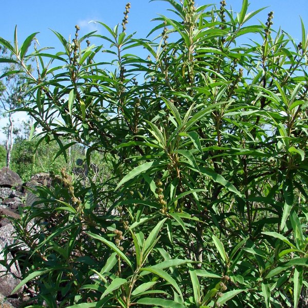 Croton scouleri var. scouleri Hook. f.