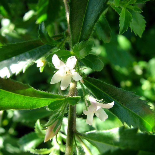 Capraria biflora L.