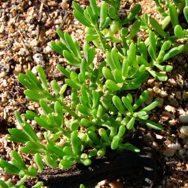 Batis maritima L.