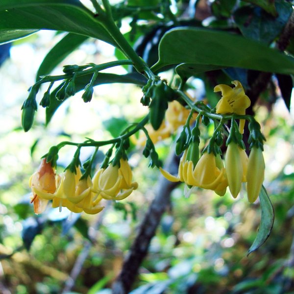 Chiococca alba (L.) Hitchc.