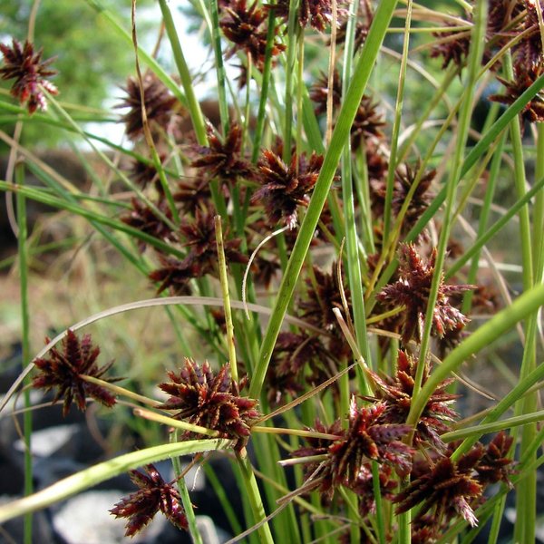 Cyperus elegans subsp. rubiginosus (Hook. f.) Eliasson