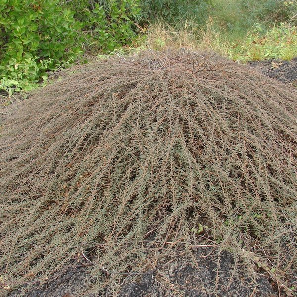 Euphorbia viminea Hook.f.