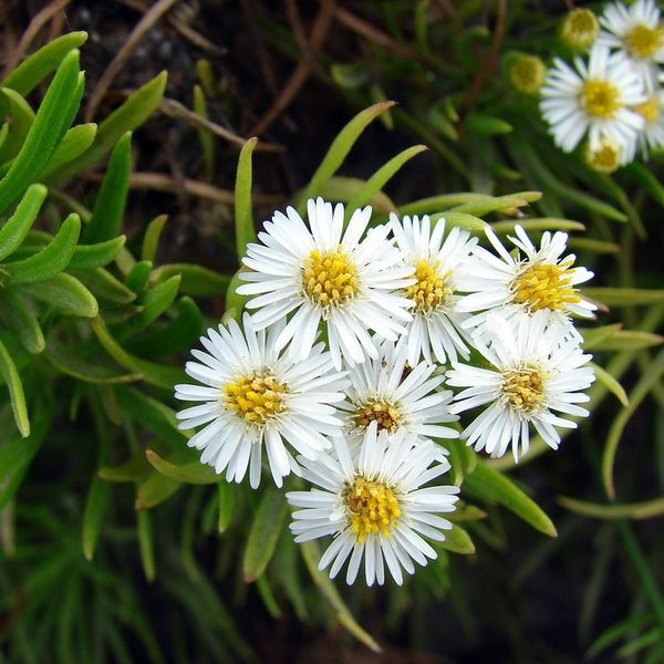 Darwiniothamnus lancifolius subsp. glabriusculus (Stewart) Lawesson & Adsersen