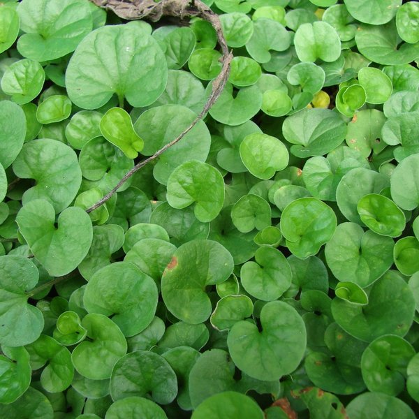 Centella asiatica (L.) Urb. in Mart.