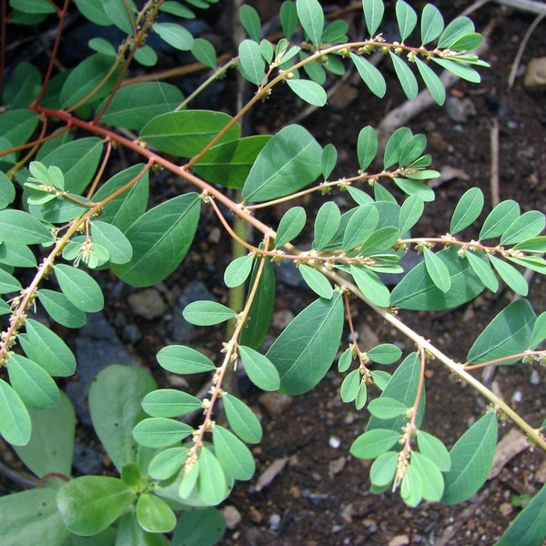 Phyllanthus caroliniensis subsp. caroliniensis Walter
