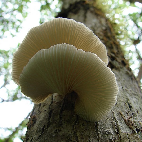 Pleurotus djamor (Rumph. ex Fr.) Boedijn