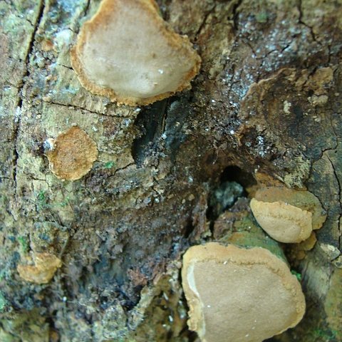 Phellinus apiahynus (Speg.) Rajchenb. & J.E. Wright