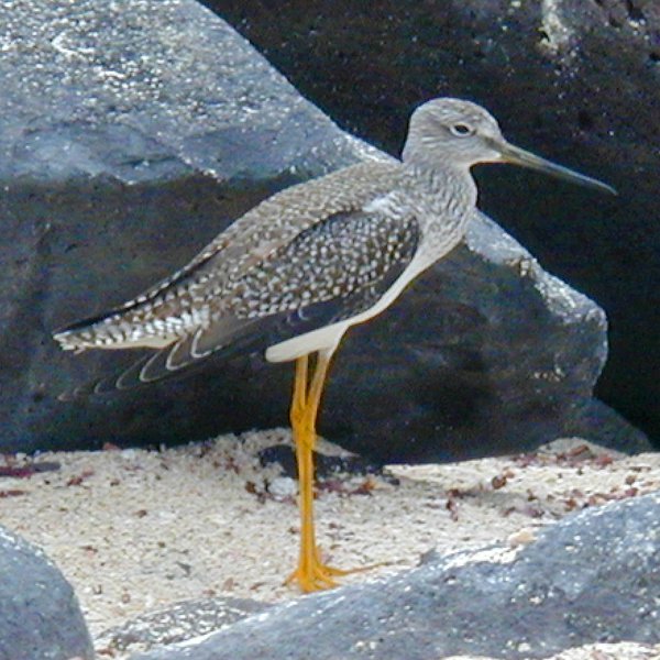 Tringa melanoleuca Gmelin, 1789