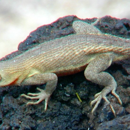 Microlophus bivittatus Peters, 1871