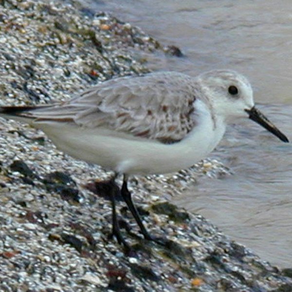Calidris alba Pallas, 1764