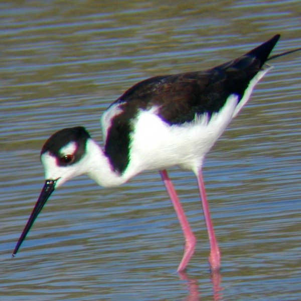Himantopus mexicanus (Muller, 1776)