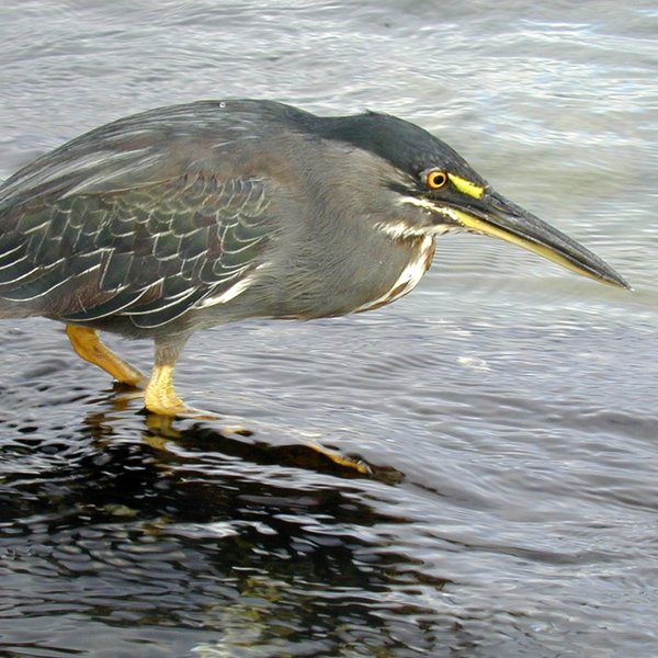 Butorides striata sundevalli (Linnaeus, 1758)