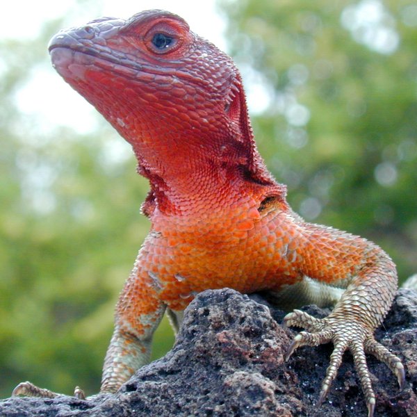 Microlophus delanonis Baur, 1890