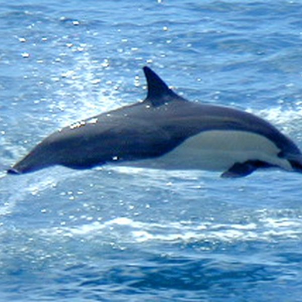 Delphinus delphis Linnaeus, 1758