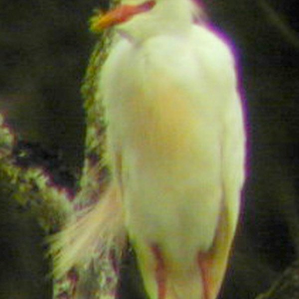 Bubulcus ibis Linnaeus, 1758