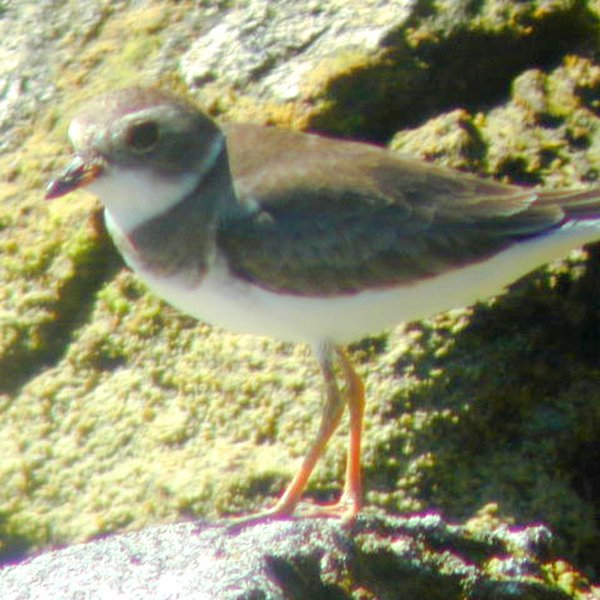 Charadrius semipalmatus Bonaparte, 1825