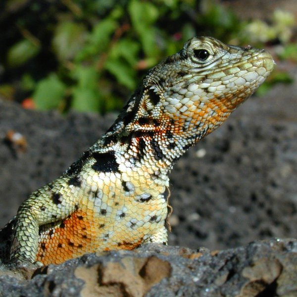Microlophus indefatigabilis ined.