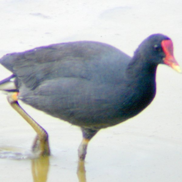 Gallinula galeata (Lichtenstein, 1818)