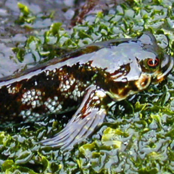 Dialommus fuscus Gilbert, 1891