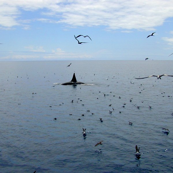 Orcinus orca (Linnaeus, 1758)