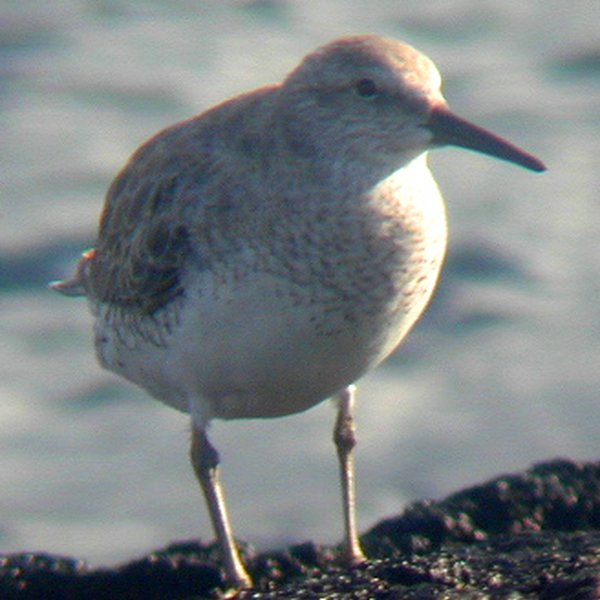 Pluvialis squatarola Linnaeus, 1758