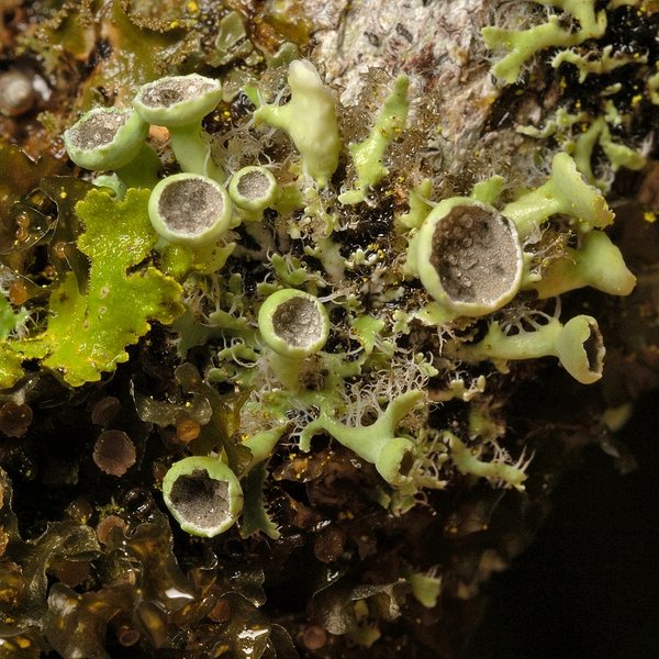Heterodermia podocarpa (Bél.) D.D. Awasthi