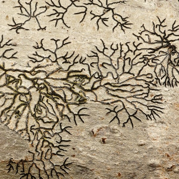 Graphis elongata Vain.
