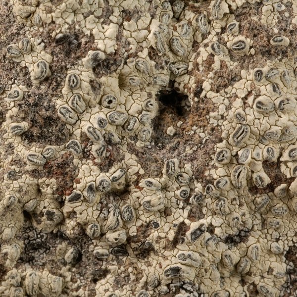 Redonographa galapagoensis Bungartz & Lücking