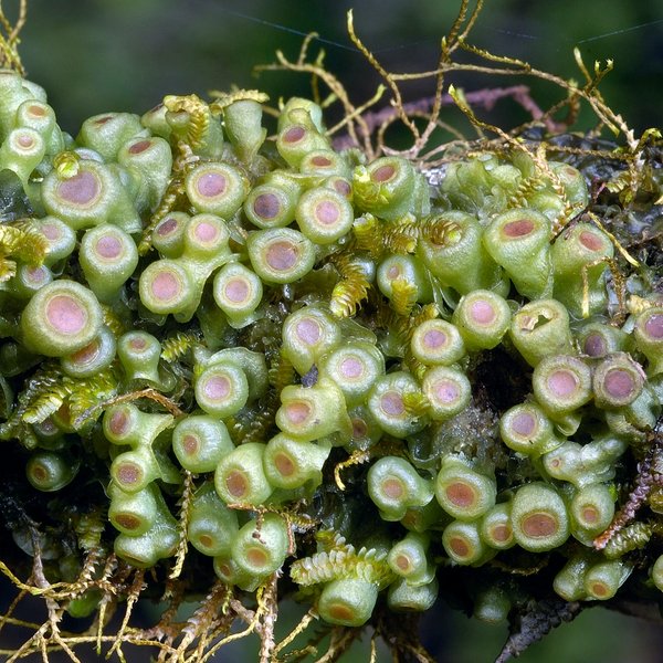 Leptogium javanicum (Mont. & Bosch) Mont.