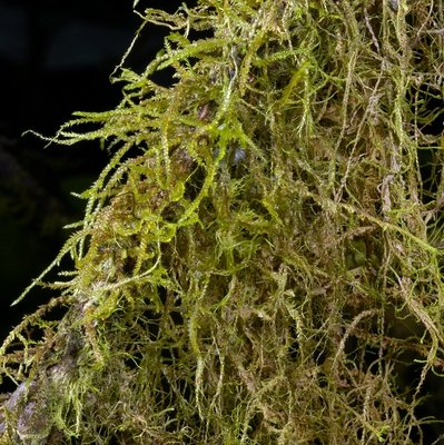 Squamidium nigricans (Hook.) Broth.